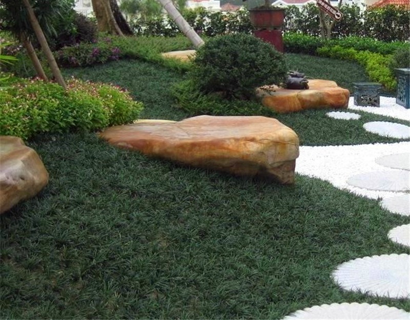 grama preta - imagem 1