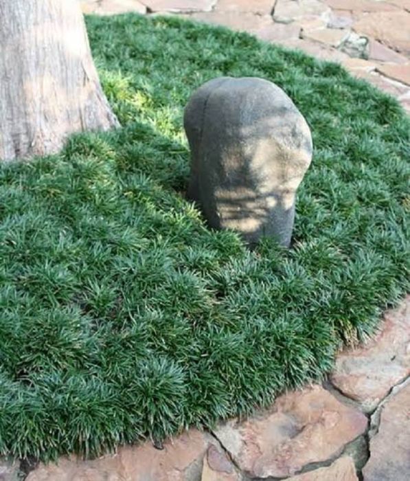 grama preta - imagem 2