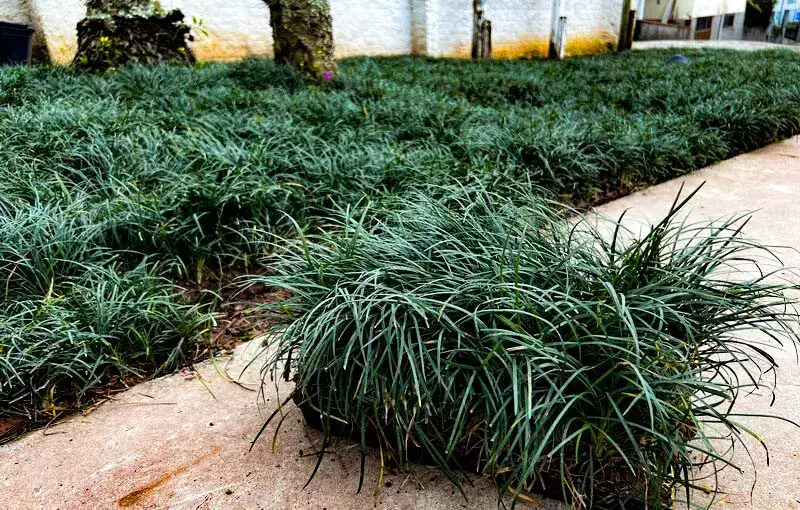 grama preta - imagem 4