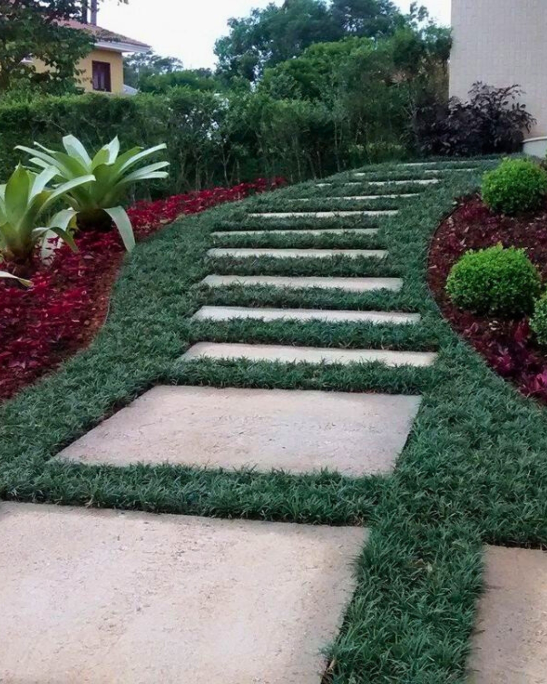 grama preta - imagem 5