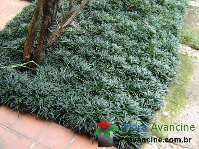 grama preta - imagem 6