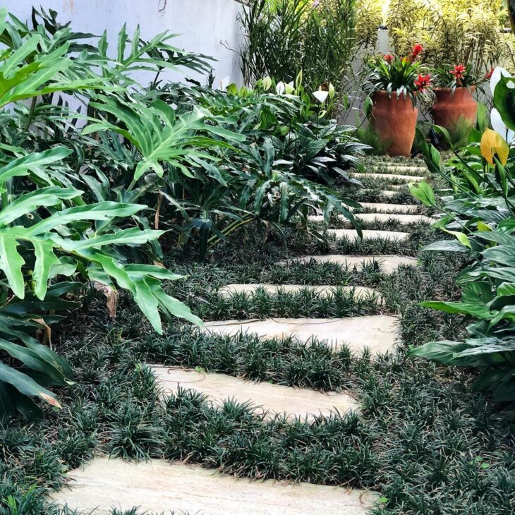 Grama Preta em Bordaduras de Canteiros Floridos: Delicadeza e Contraste Vibrante - inspiração