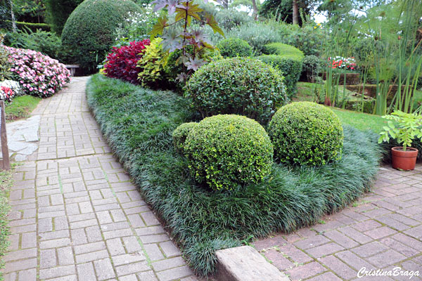 Grama Preta em Bordaduras de Canteiros Floridos: Delicadeza e Contraste Vibrante - ideia